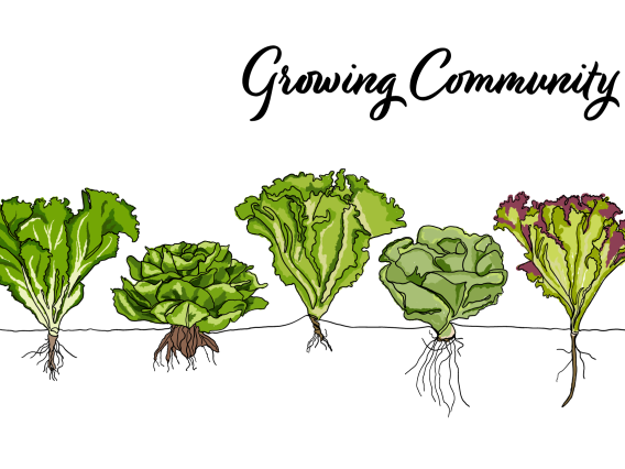 illustrated images of lettuce growing