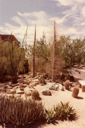 Color photograph of cactus within the Joseph Wood Krutch Memorial garden, including two boojum trees.