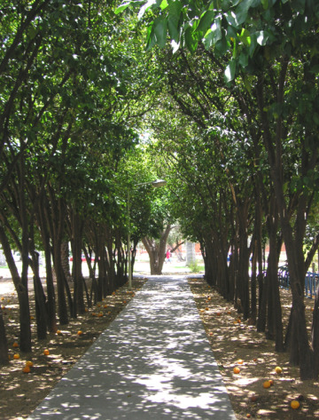 A photo shows a narrow path lined with citrus trees