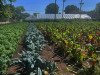 Crops grow on a public school ground, as part of a community-school garden project in Tucson, Arizona