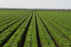 Yuma lettuce fields 